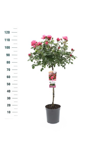 Троянда рожева Леонардо да Вінчі на штамбі - саджанець в контейнері